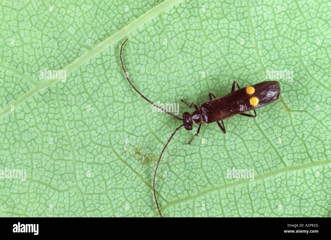 cantharid, soldier beetle (Malthodes guttifer), on a leaf Stock Photo