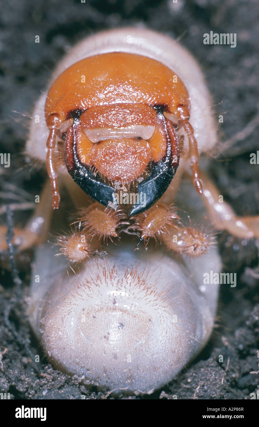 common cockchafer, maybug (Melolontha melolontha), larva Stock Photo