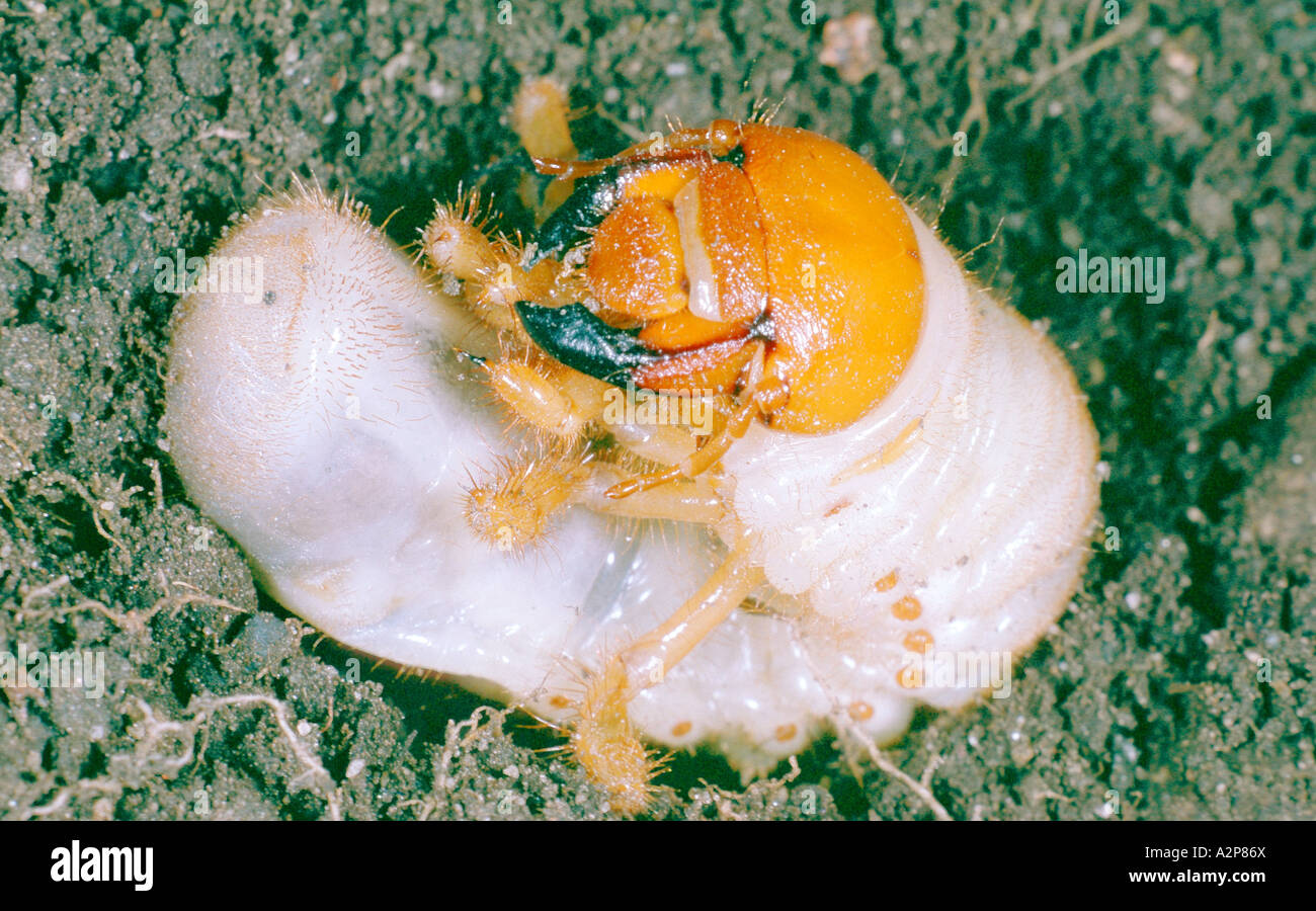 common cockchafer, maybug (Melolontha melolontha), larva in the soil Stock Photo