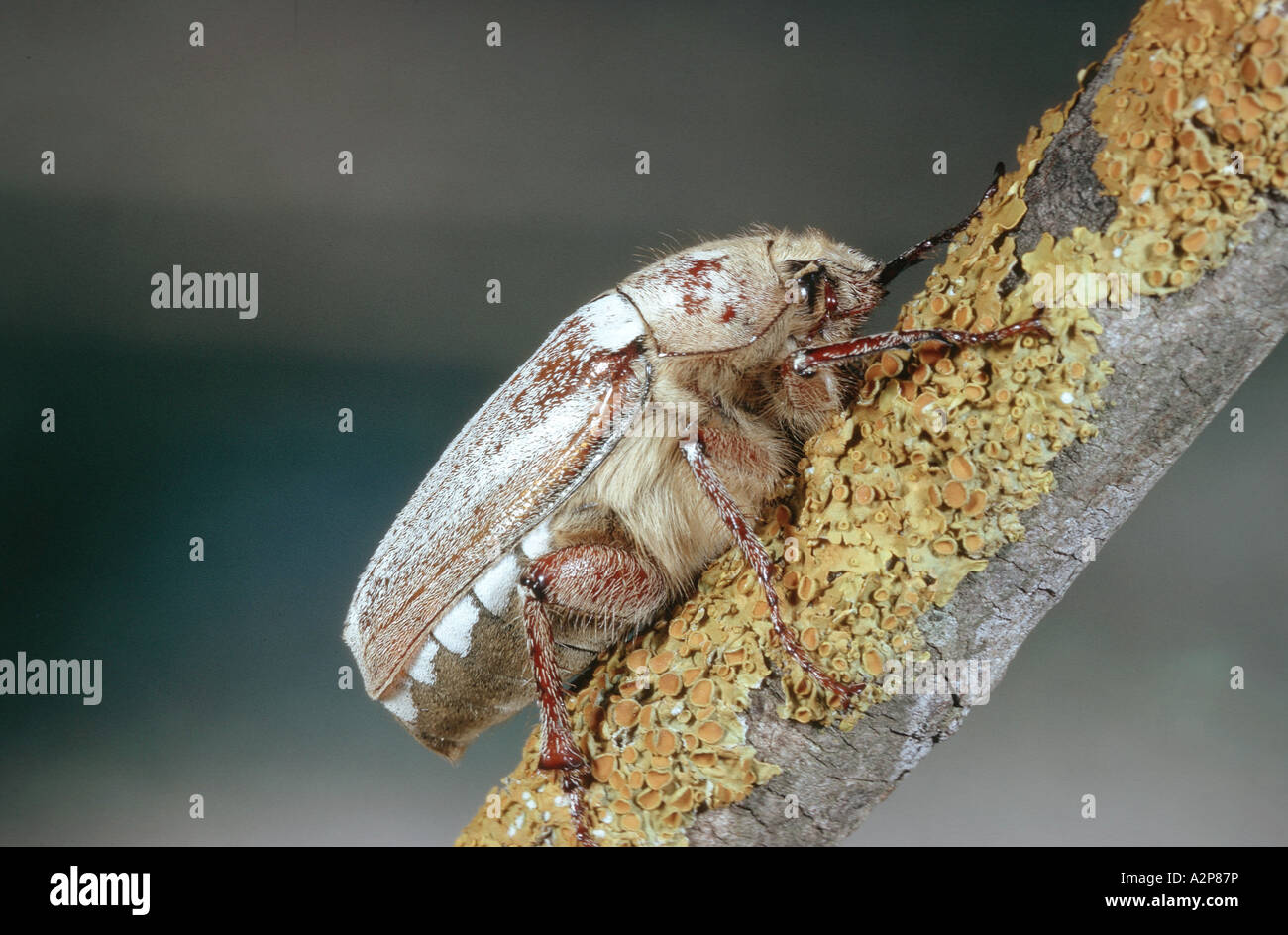 scarab beetle, lamellicorn beetle (dung beetle & chafer) (Anoxia orientalis), imago Stock Photo