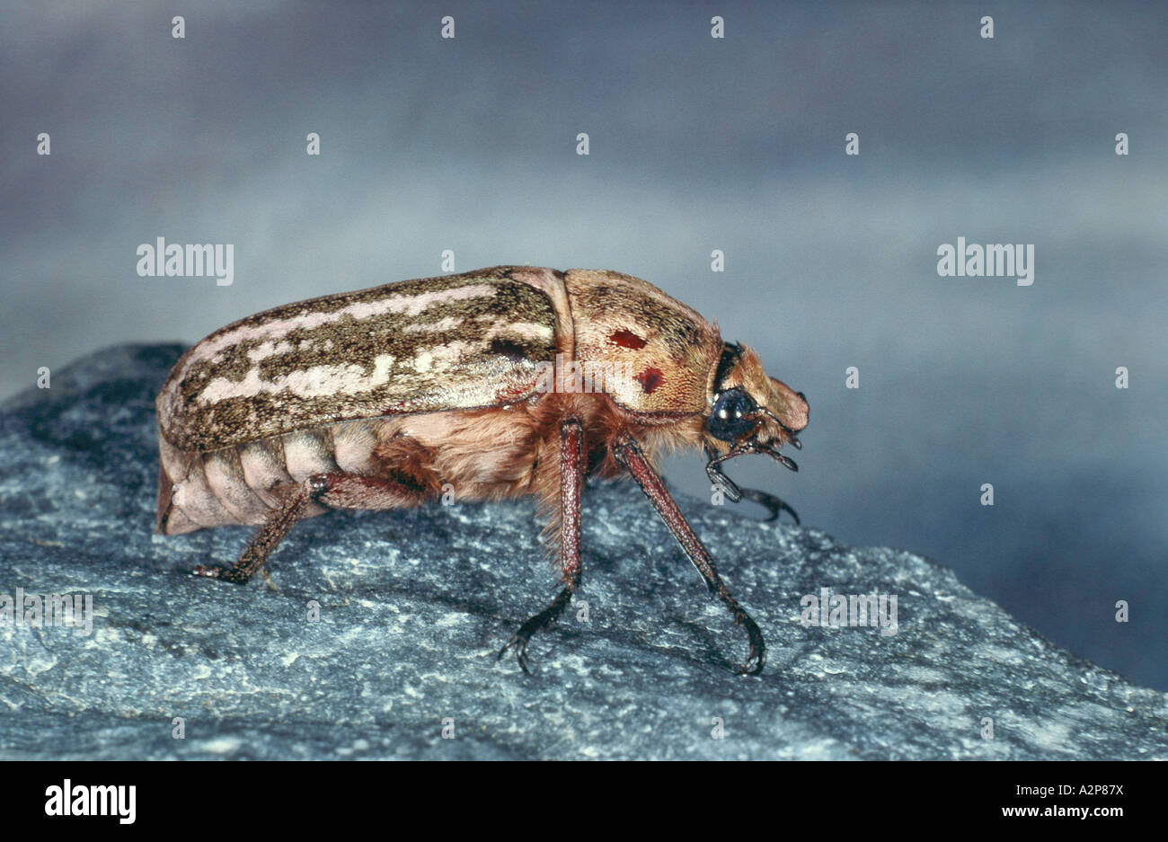 scarab beetle, lamellicorn beetle (dung beetle & chafer) (Anoxia orientalis), imago Stock Photo