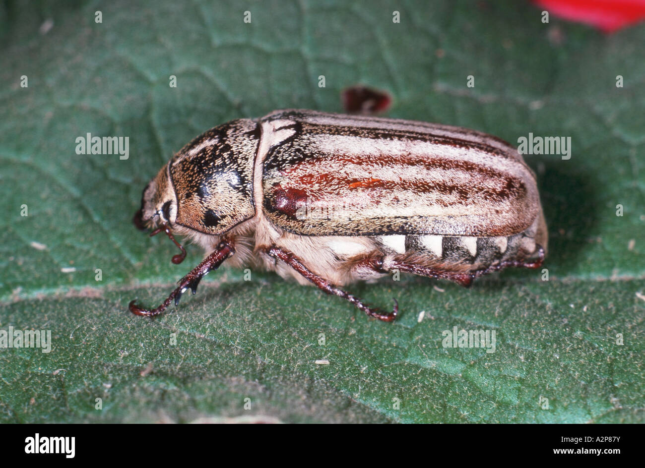 scarab beetle, lamellicorn beetle (dung beetle & chafer) (Anoxia orientalis), on a leaf Stock Photo