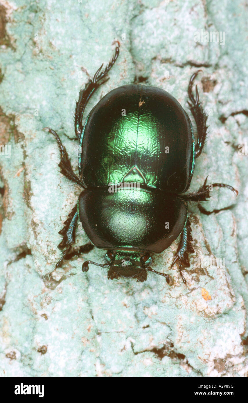 springtime dung beetle (Trypocopris vernalis), imago Stock Photo