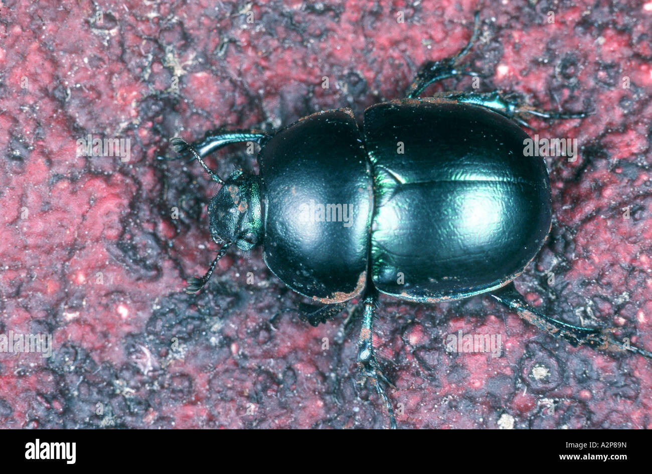 springtime dung beetle (Trypocopris vernalis), imago Stock Photo