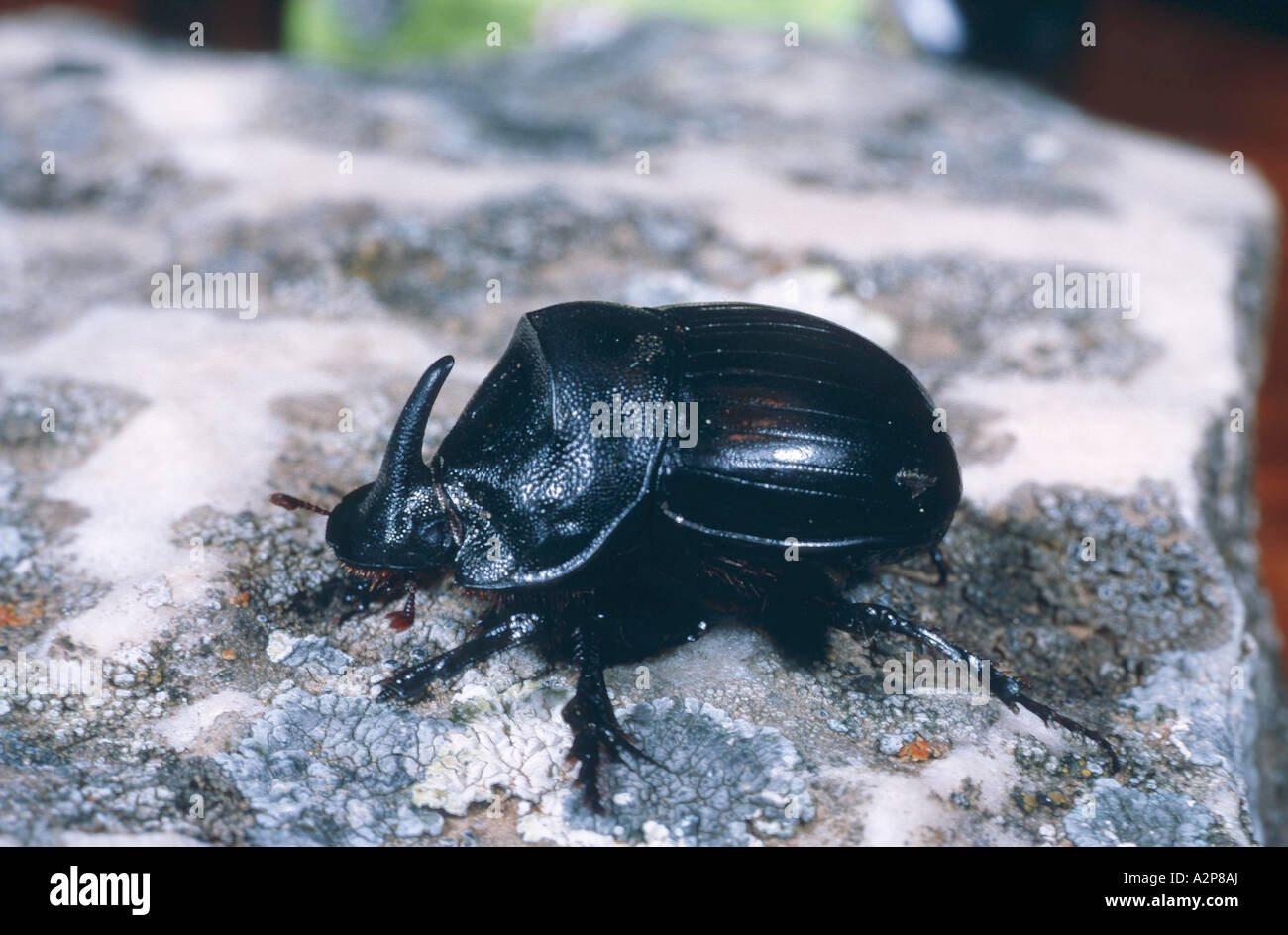 tumblebug, English scarab (Copris lunaris), imago Stock Photo