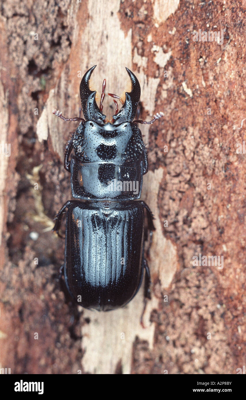 stag beetle (Ceruchus chrysomelinus), imago Stock Photo