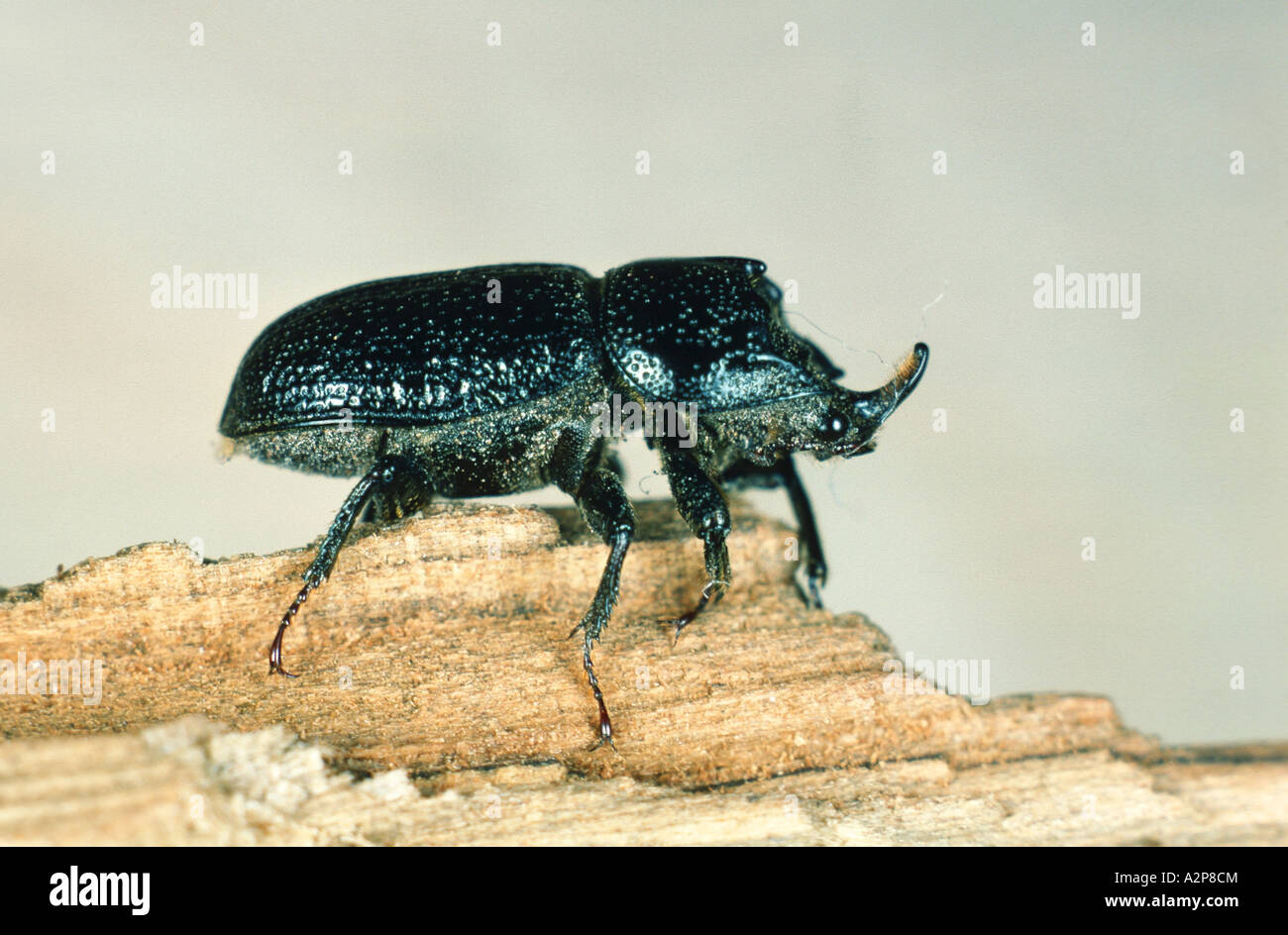 rhinoceros beetle, small European rhinoceros beetle (Sinodendron cylindricum), imago Stock Photo