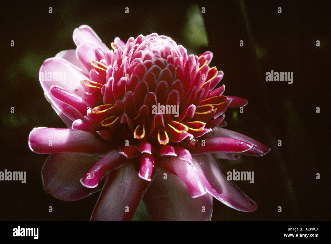 torch ginger (Phaeomeria magnifica), flower, St. Lucia Stock Photo