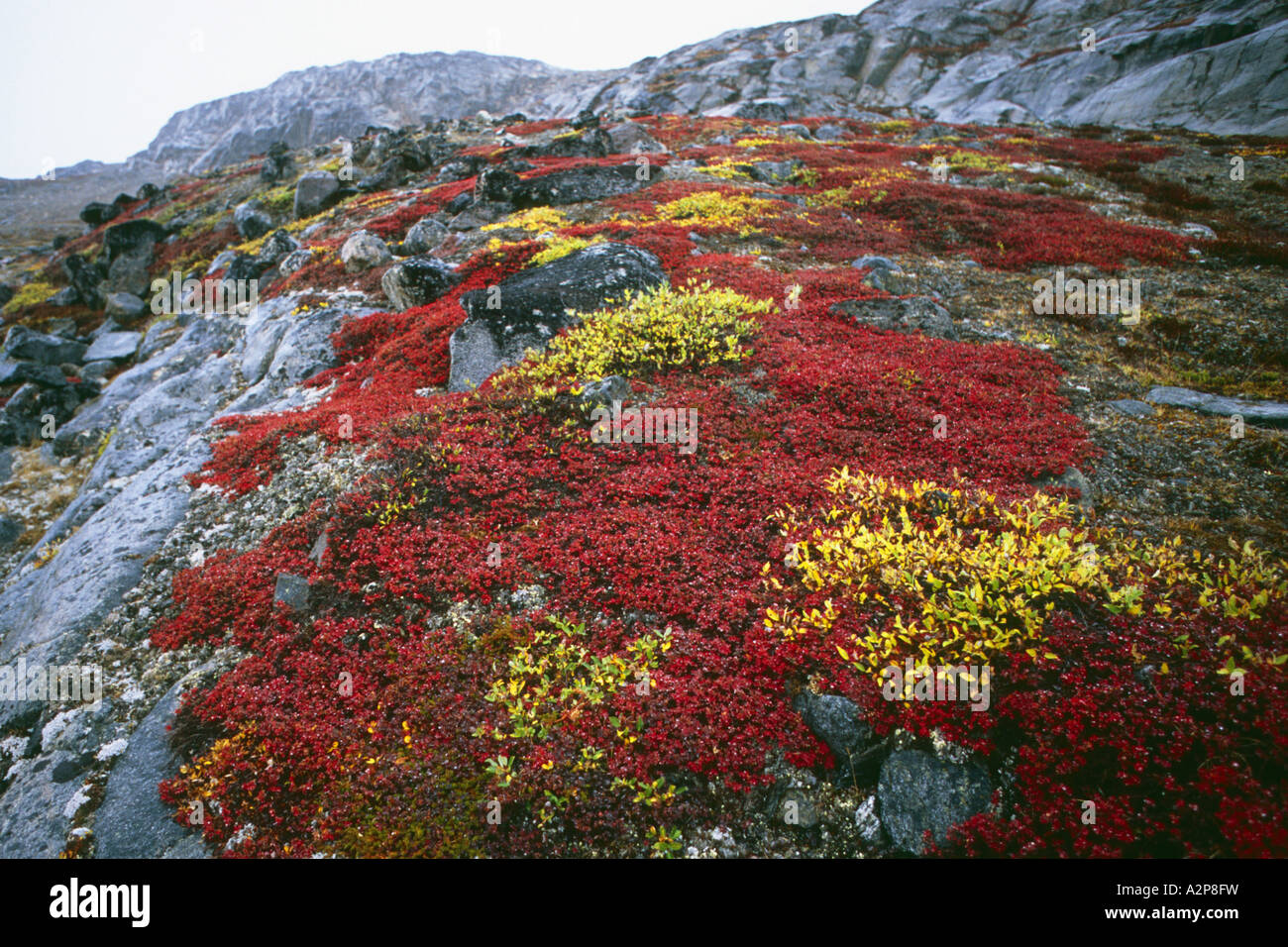 Arctic Willow (Salix arctica), colouring of leaves on Danmark Island, Greenland, East Greenland, Scoresbysund, Tunu Stock Photo