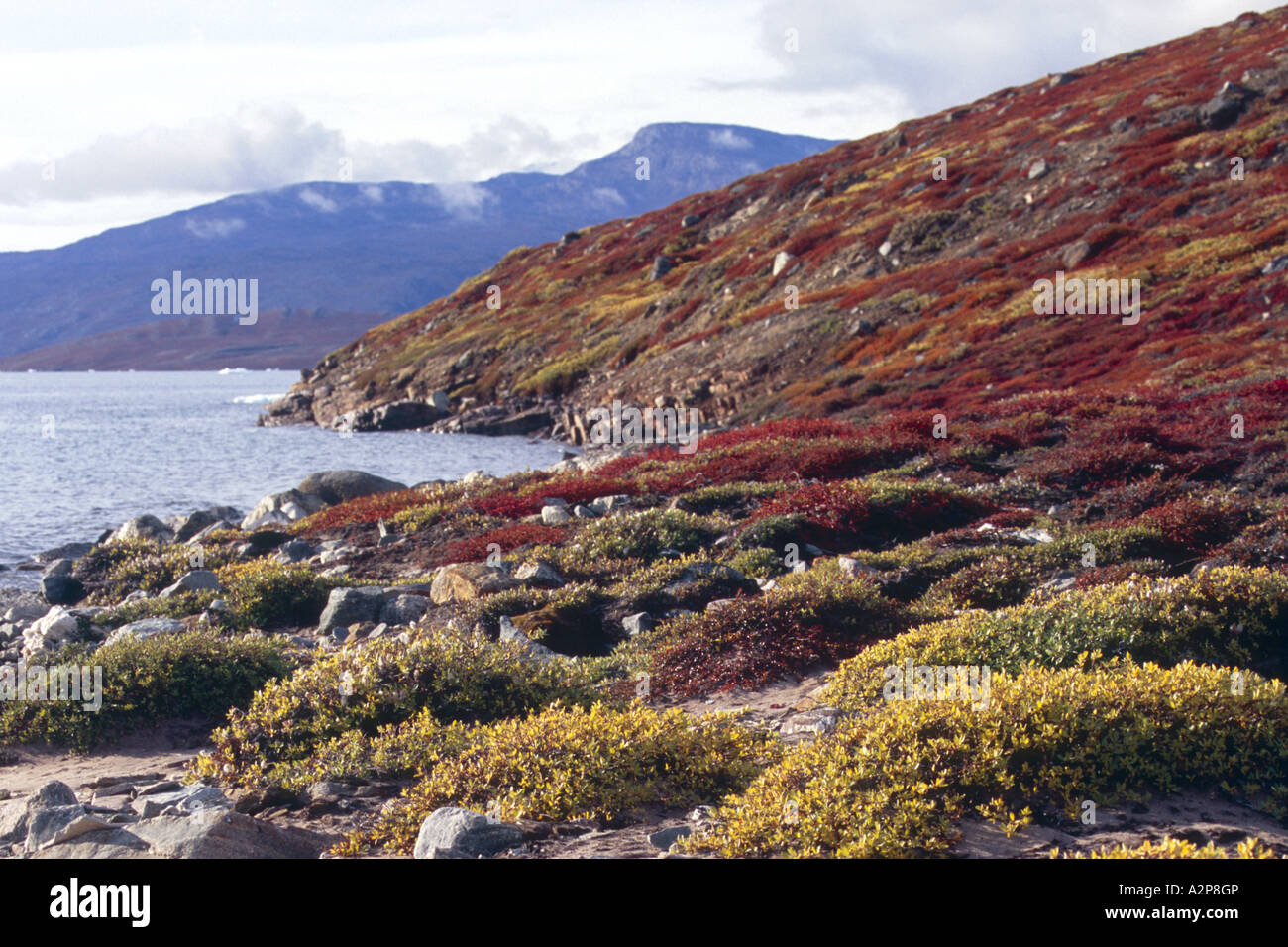 Arctic Willow (salix arctica), autumnal tundra landscape at Harefjord, Greenland, Ostgroenland, Tunu, Scoresbysund, Cape Hofman Stock Photo