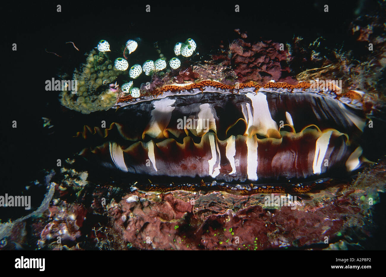 Variable Thorny Oyster (Spondylus varians) with colony of Robust Sea Squirts Tunicate (Atriolum robustum), Karumolum Island, Russell Islands, Solomons Stock Photo