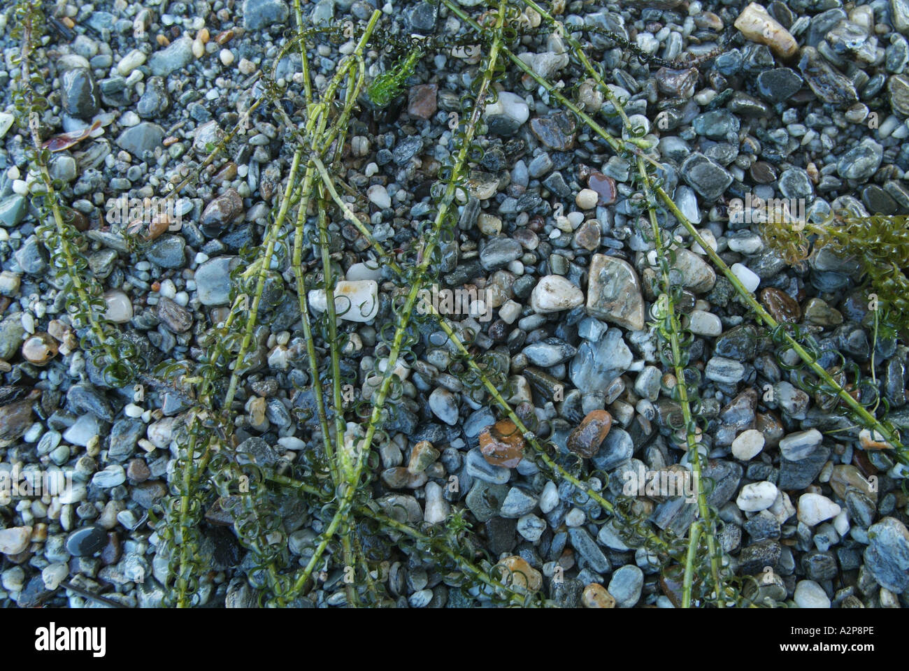 Oxygen Weed (Lagarosiphon species) in lake in New Zealand Stock Photo