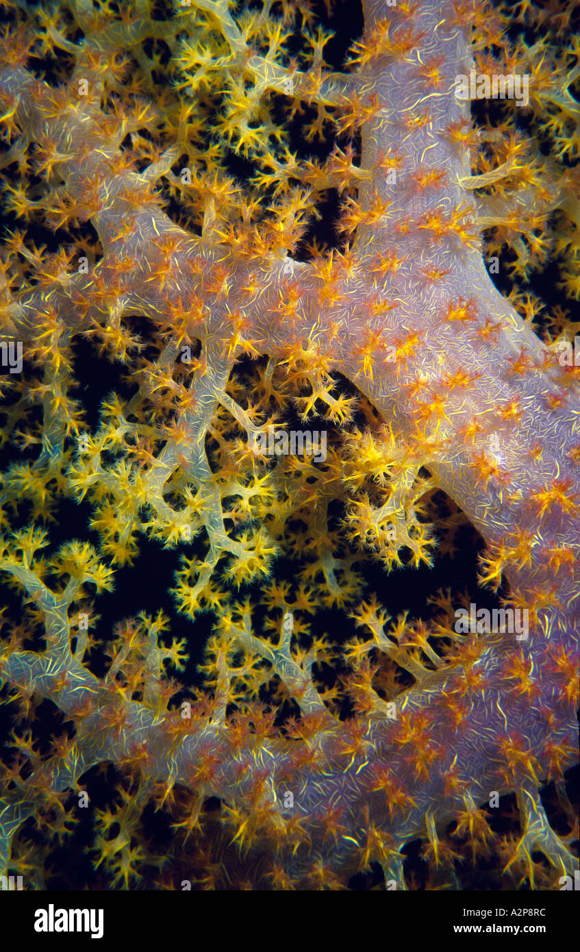 Carnation Coral (Dendronephthya sp), near North Karanjou Island, Morovo Lagoon, Solomon Islands, Oceania Stock Photo