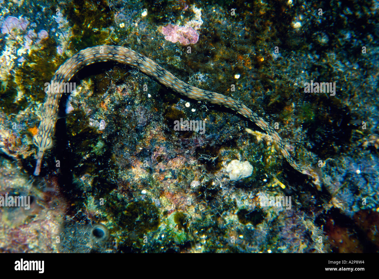Network Pipefish (Corythoichthys flavofasciatus), M'banikan Island, Russell Islands, Solomon Islands, Oceania Stock Photo