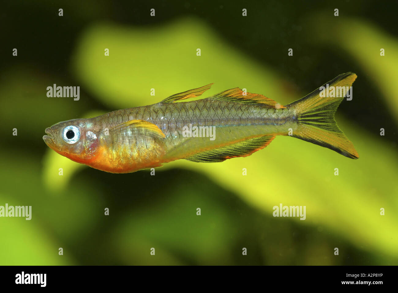 forked-tail rainbowfish (Pseudomugil furcatus), male Stock Photo