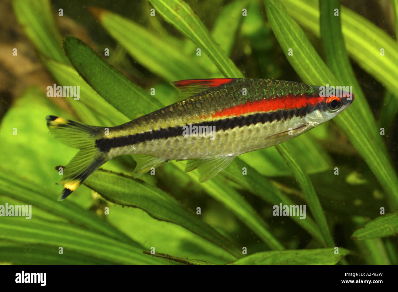 Red lined torpedo barb (Puntius denisonii), adult 15 cm Stock Photo
