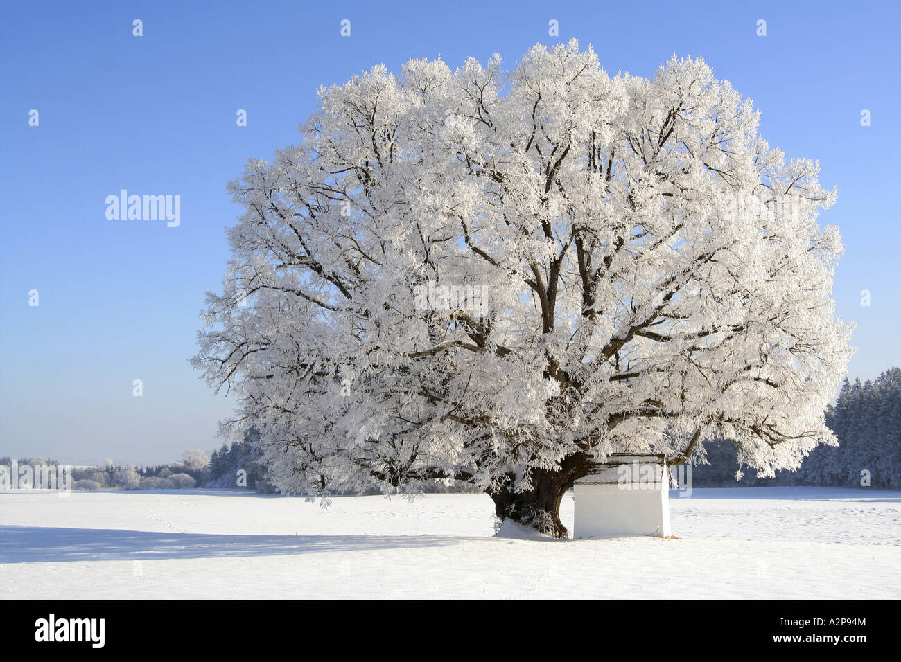 Small Leaved Lime Littleleaf Linden Little Leaf Linden Tilia Cordata 500 Years Old In Winter Landscape With Hoar Frost Ge Stock Photo Alamy