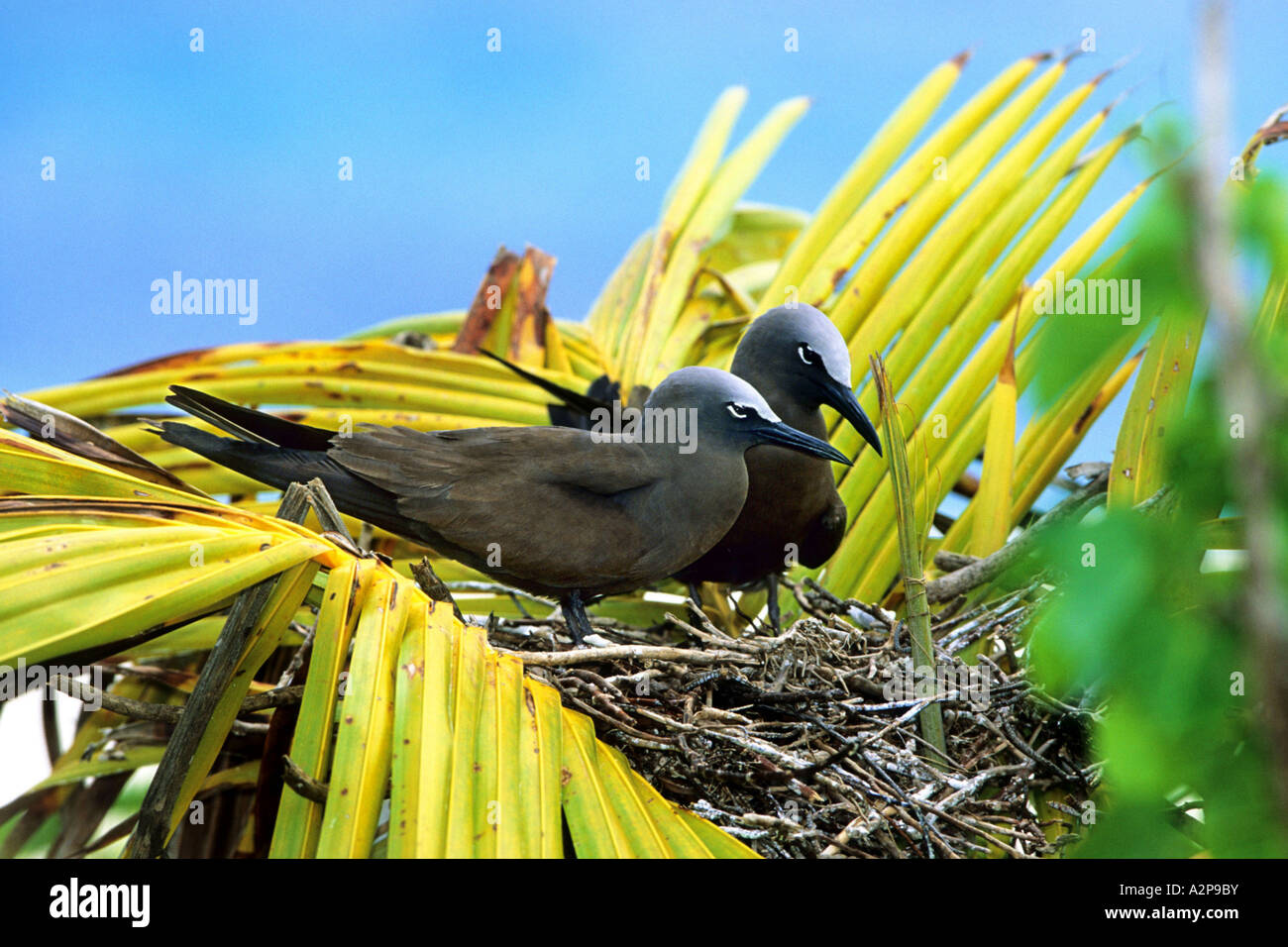 Lesser Noddy, Lesser Noddy bird (Anous tenuirostris), at the nest on a palm, Seychelles, Bird Island Stock Photo