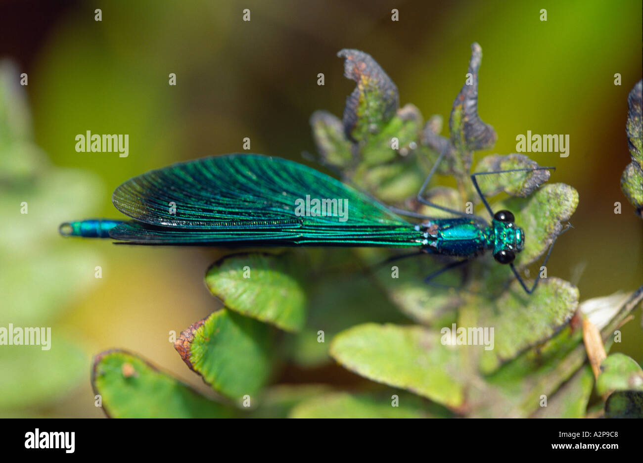 large colorful flying insect resting on a garden plant in the irish Stock  Photo - Alamy