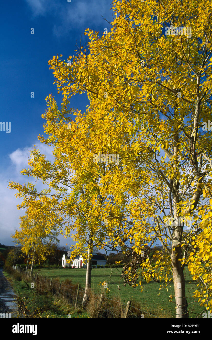 tree turning into autumn foliage in irelands landscape, Stock Photo
