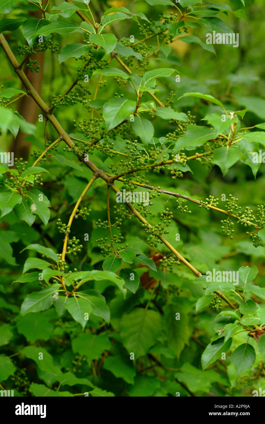 Wineberry or Makomako (Aristotelia serrata), native New Zealand plant Stock Photo