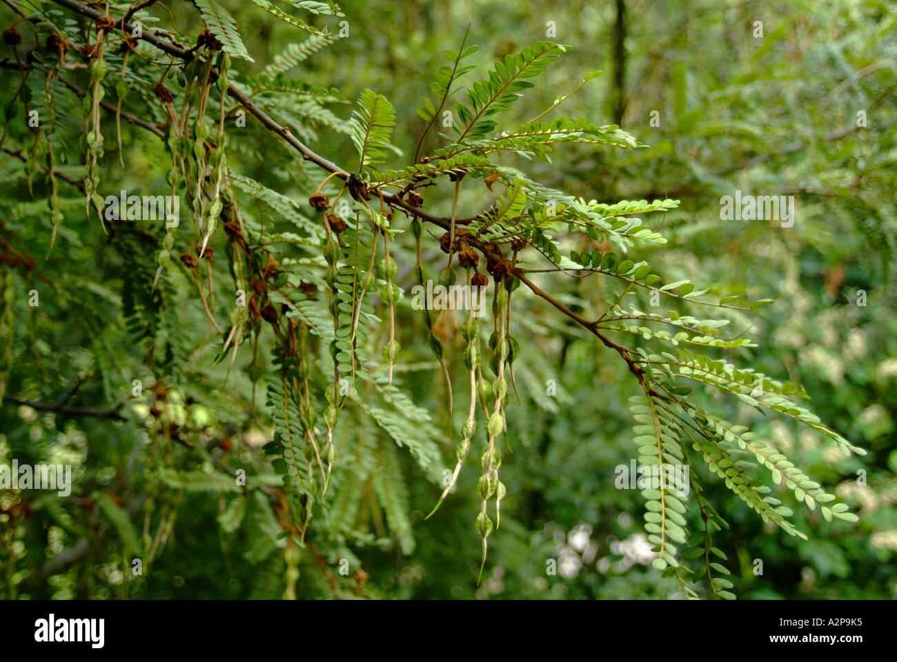 Kowhai (Sophora tetraptera) native New Zealand plant Stock Photo