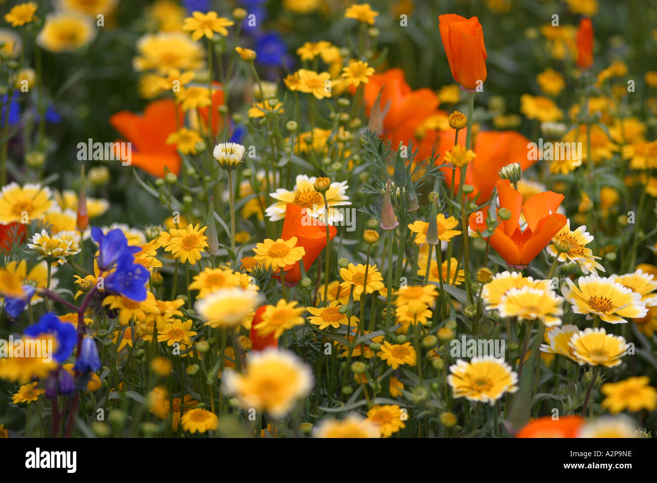 Chelsea flower show 2005 hi-res stock photography and images - Alamy
