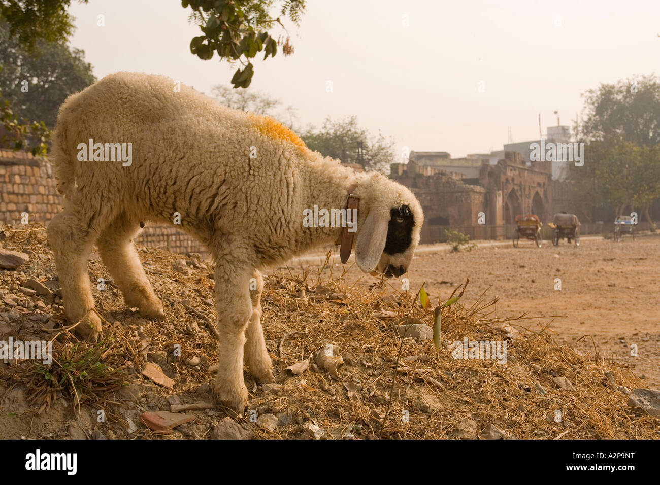 India Delhi Old Delhi Kashmir Gate Goat awaiting slaughter at Eid Ul Adha Stock Photo