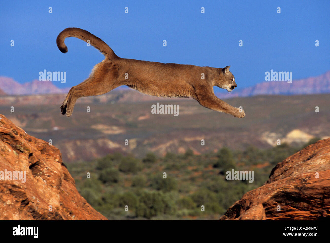 puma, mountain lion, cougar (Puma concolor, Profelis concolor), jumping  from a rock, USA, Colorado Stock Photo - Alamy