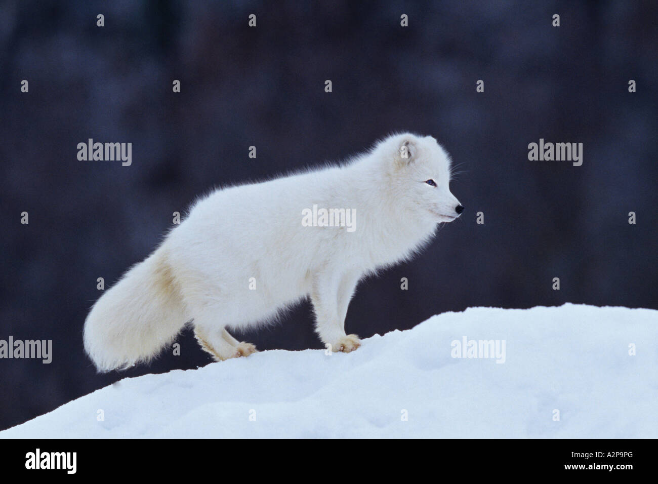 Arctic foxes alaska hi-res stock photography and images - Alamy