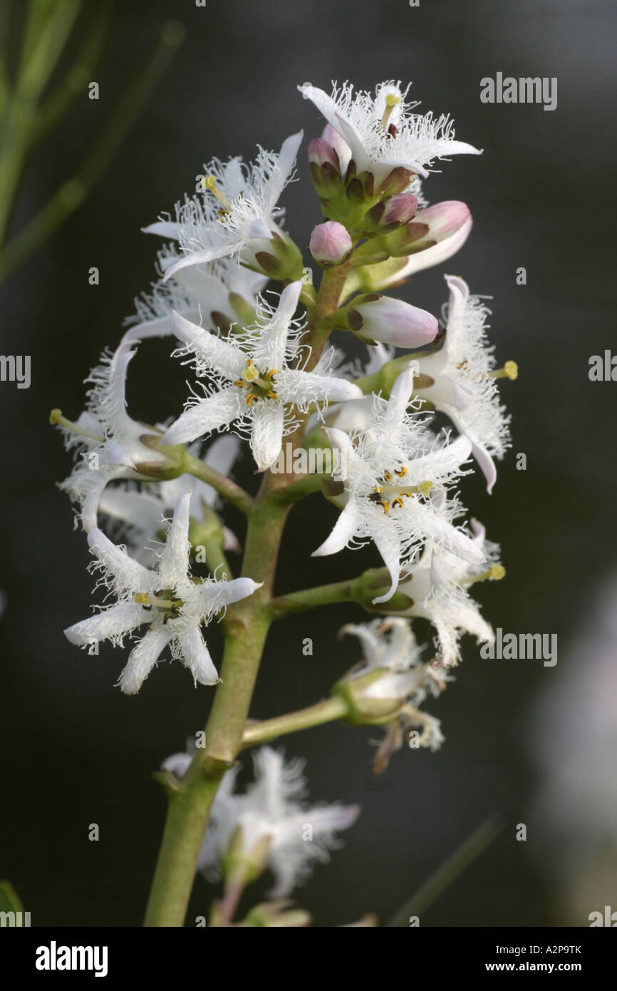 bogbean, buckbean (Menyanthes trifoliata), inflorescence, Germany Stock Photo