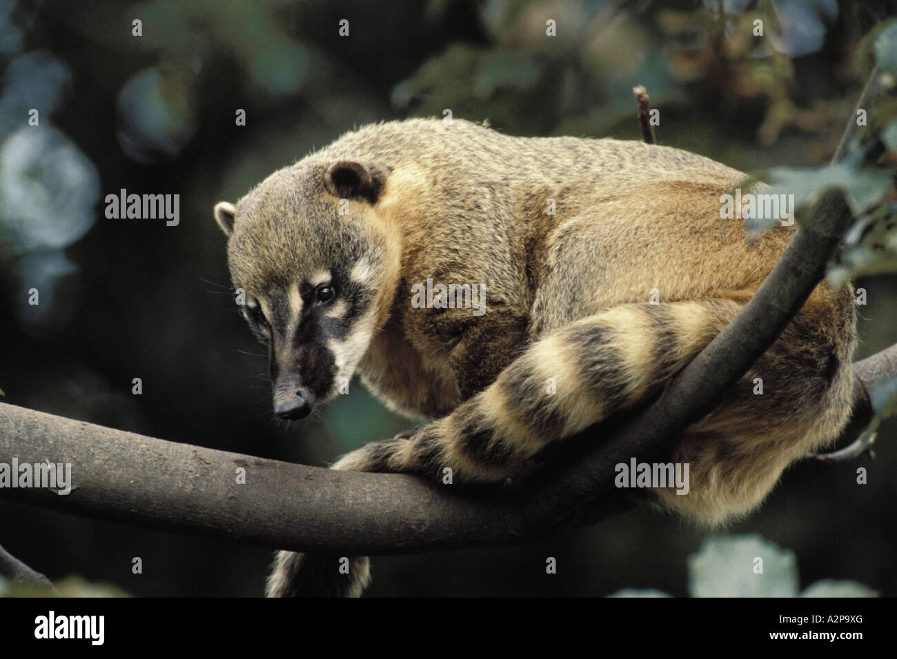 South American coatis (Nasua nasua) resting in tree, Fazenda ...