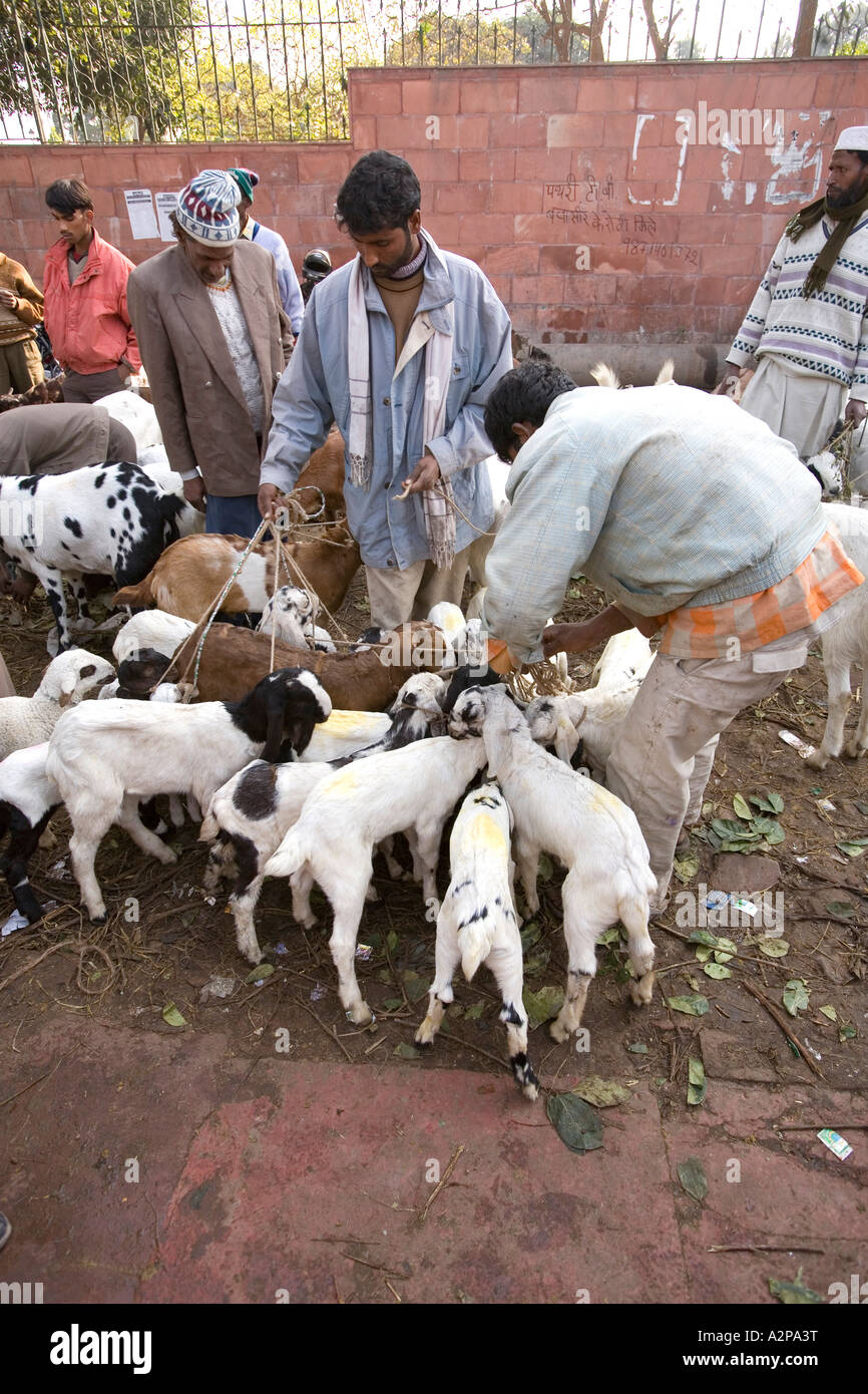 India Delhi Old Delhi Eid al Adha moslem festival man inspecting sacrificial goats for sale Stock Photo