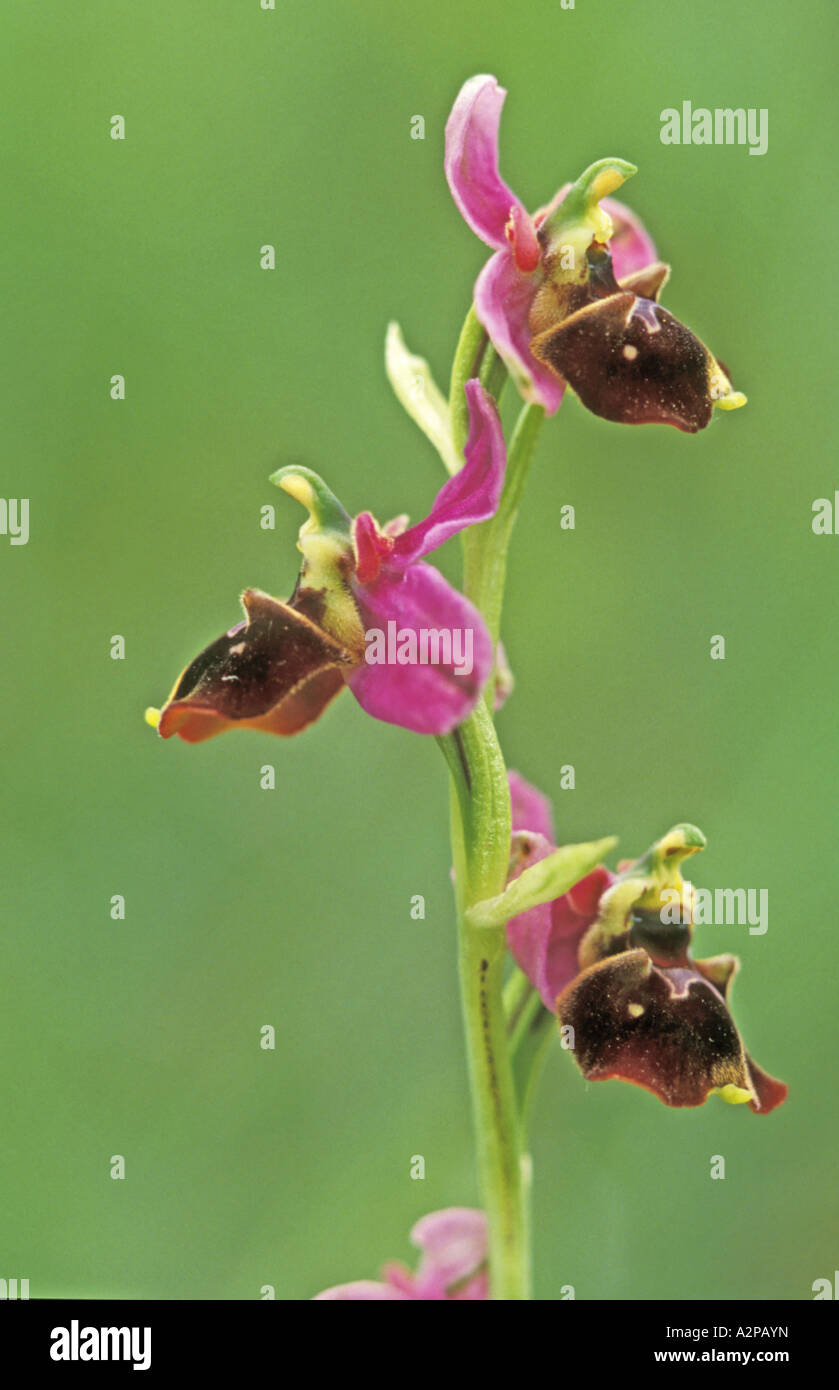 later spider orchid (Ophrys holosericea ssp. maxima), Flower panicle, Germany, Rhineland-Palatinate Stock Photo