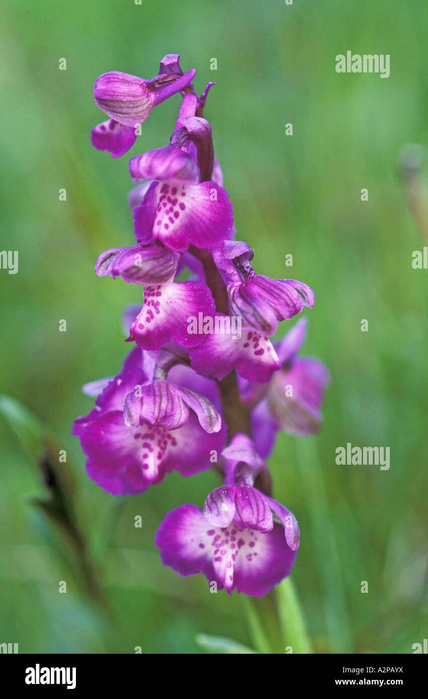 Green-Winged Orchid (Orchis morio), Flower panicle, Germany, North Rhine-Westphalia, Kronenburg Stock Photo