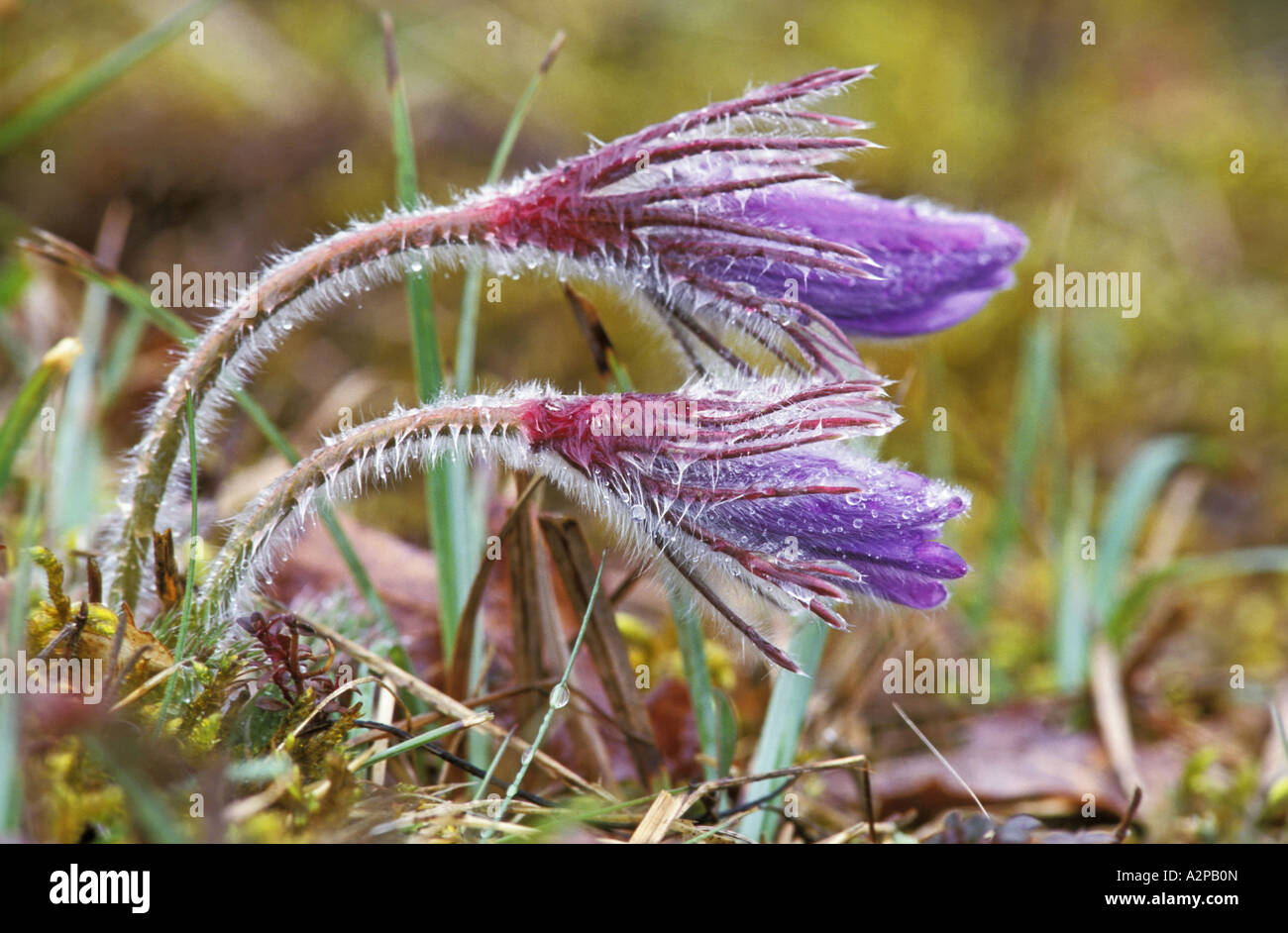 pasque flower (Pulsatilla vulgaris), Flowers, Germany, Bavaria Stock Photo