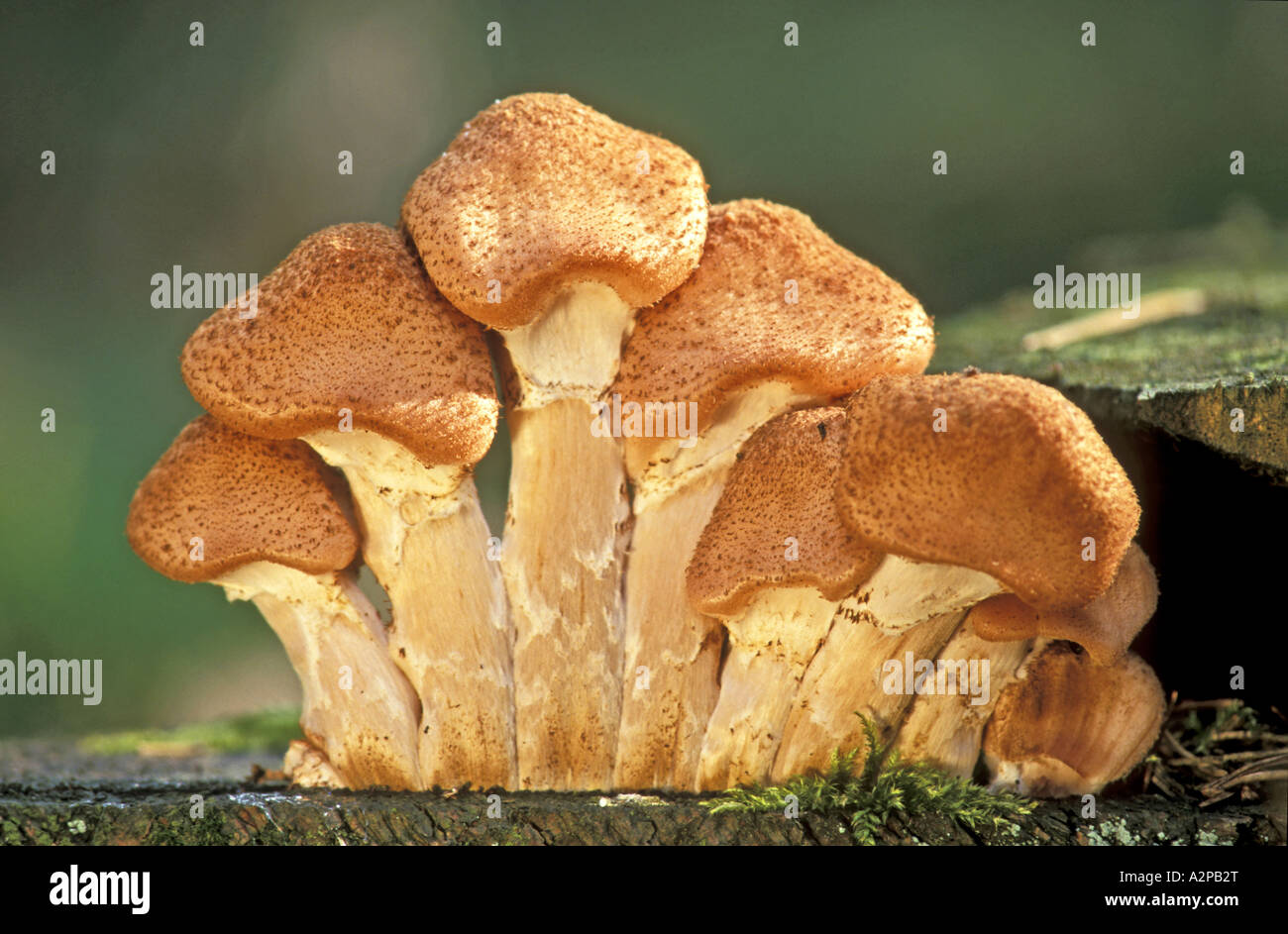 dark honey fungus (Armillaria ostoyae, Armllariella polymyces), conglomeration, Germany, North Rhine-Westphalia, Wald Stock Photo