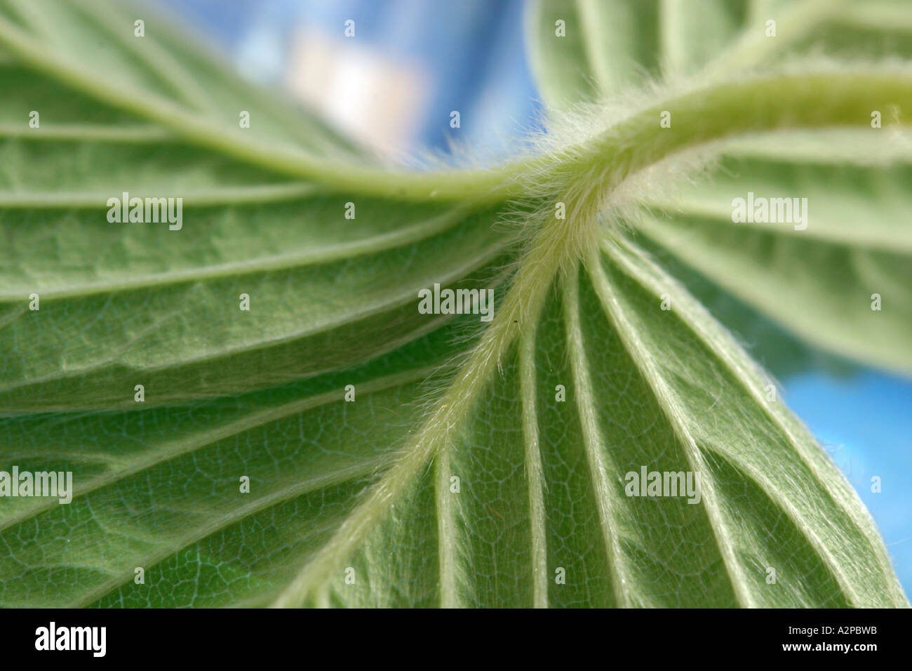 Details of a leaf hi-res stock photography and images - Alamy