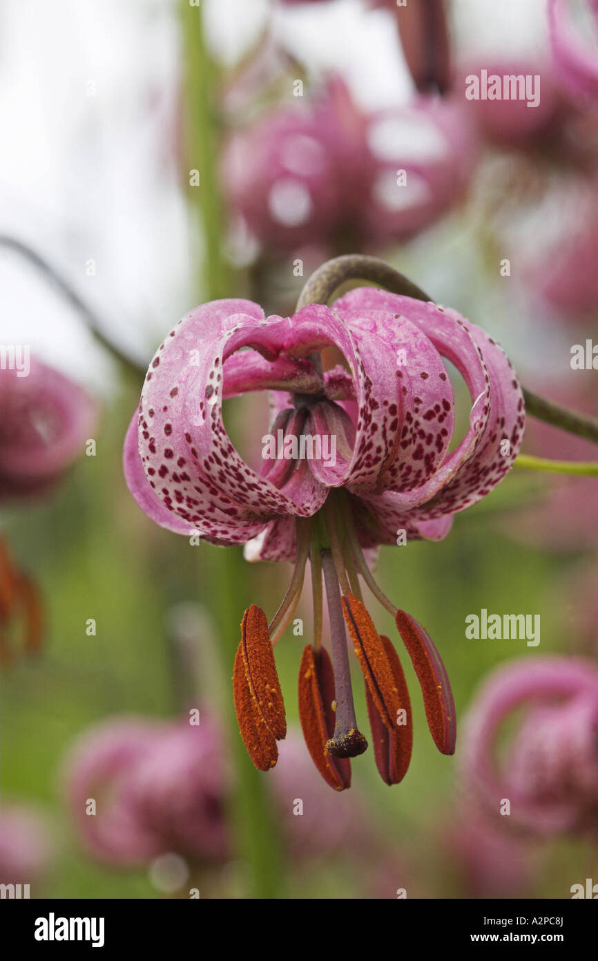 martagon lily, purple turk's cap lily (Lilium martagon), flower Stock ...