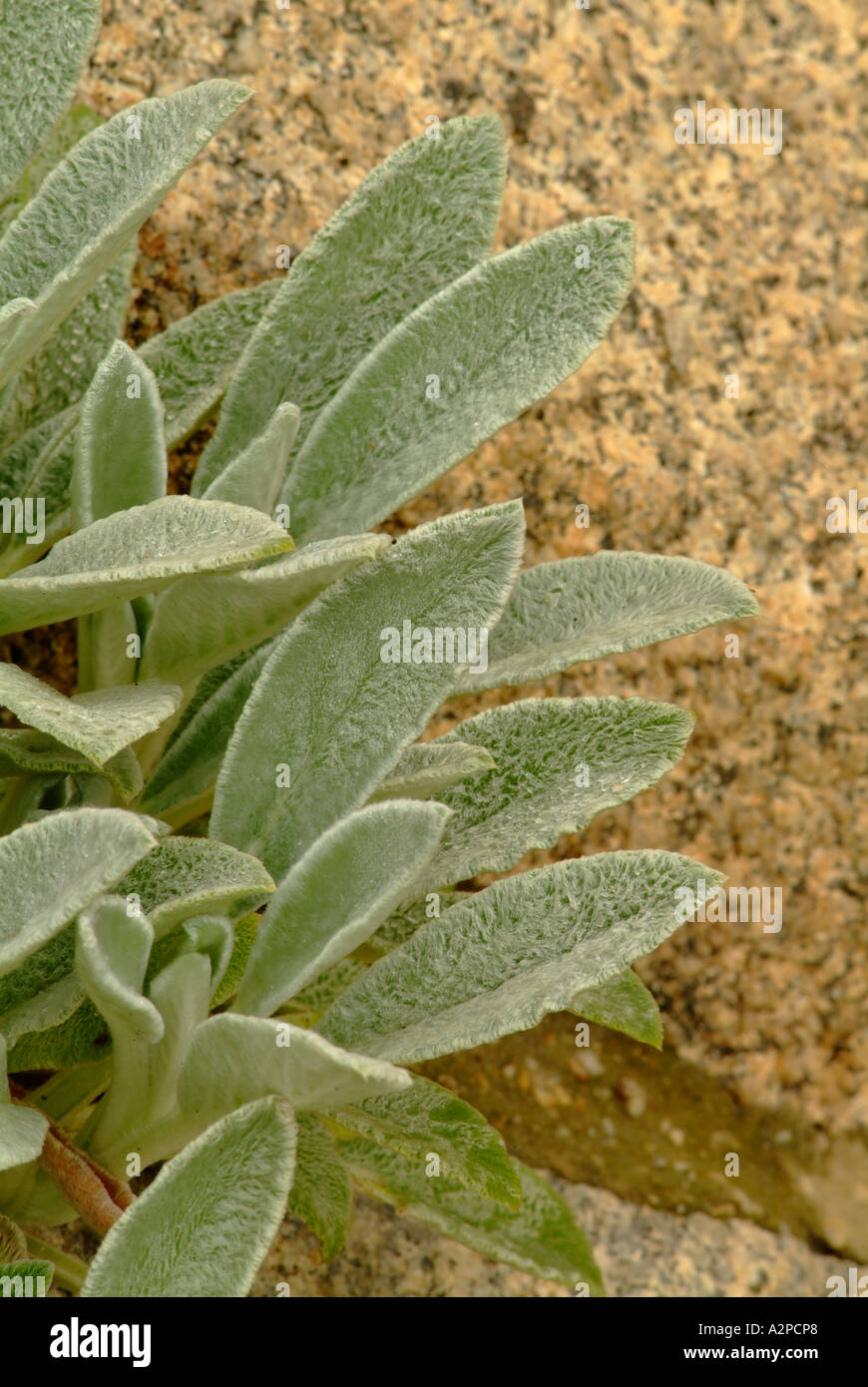 Lambs ear (Stachys spp) and rock in garden Stock Photo