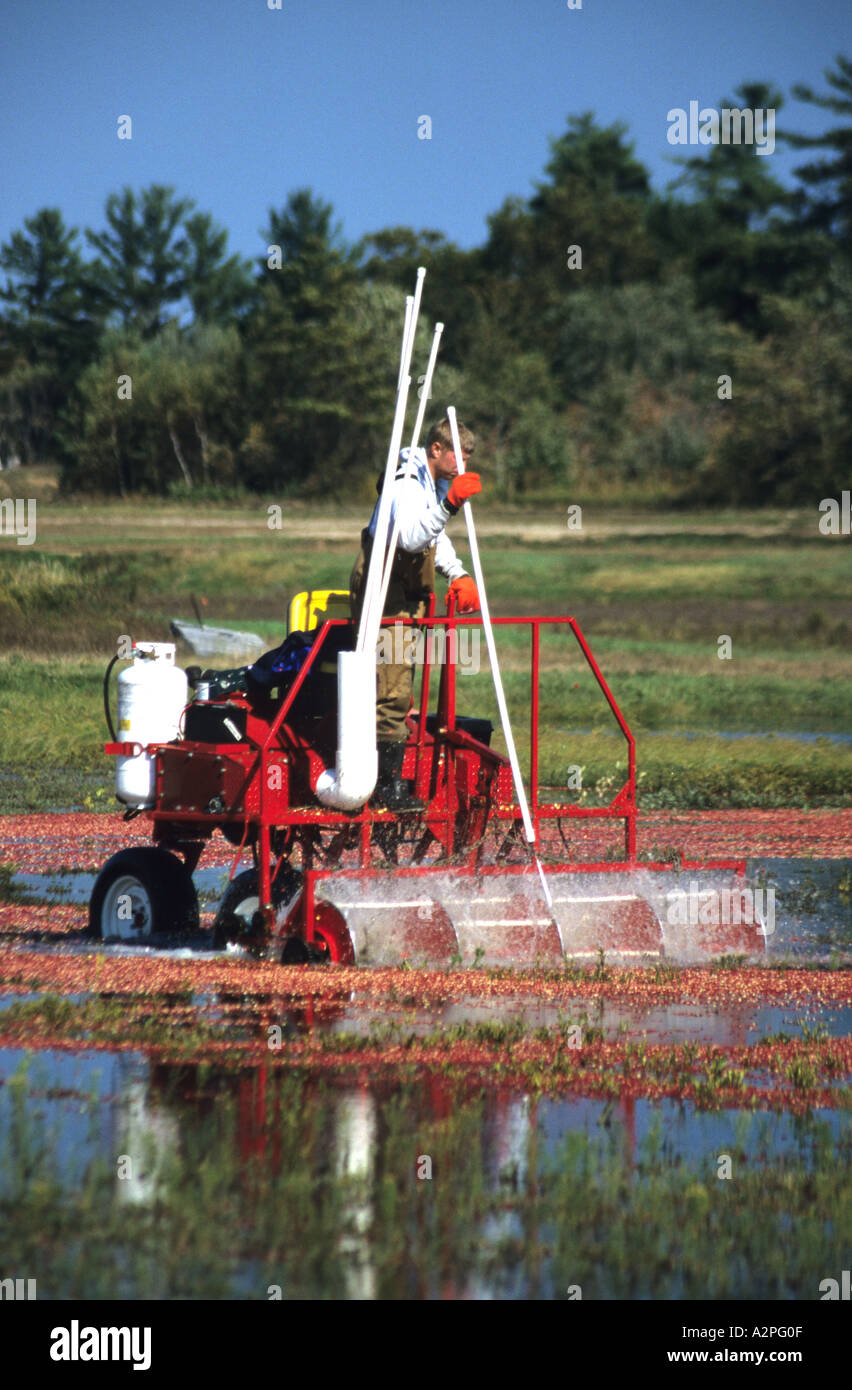 Cranberry harvest at the Ocean Spray farm in Plymouth Massachusetts USA