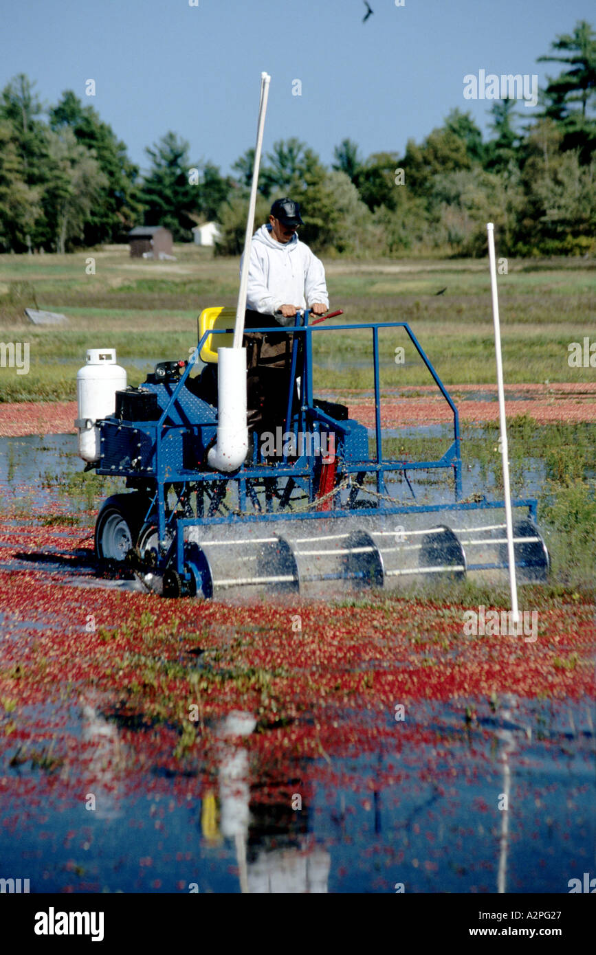 Cranberry harvest at the Ocean Spray farm in Plymouth Massachusetts USA Stock Photo Alamy