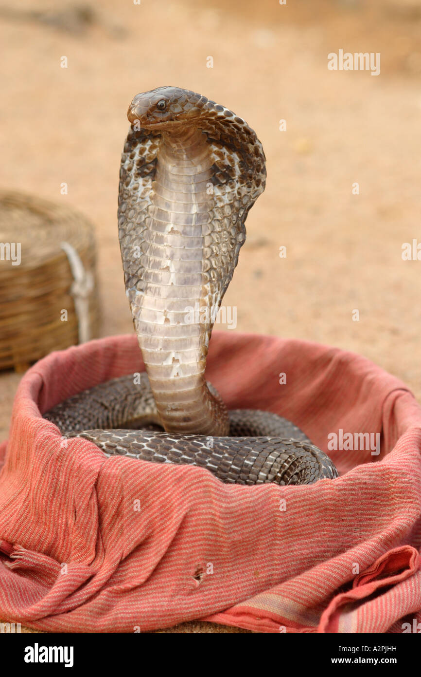 Picture of A captive cobra working with a snake charmer, Delhi, India. Vertical ...