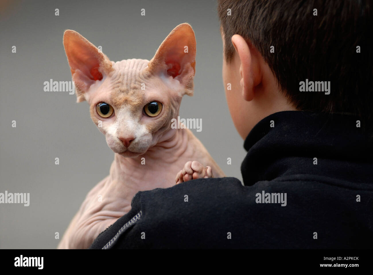 Cat With Owner At Competition High Resolution Stock Photography And Images Alamy