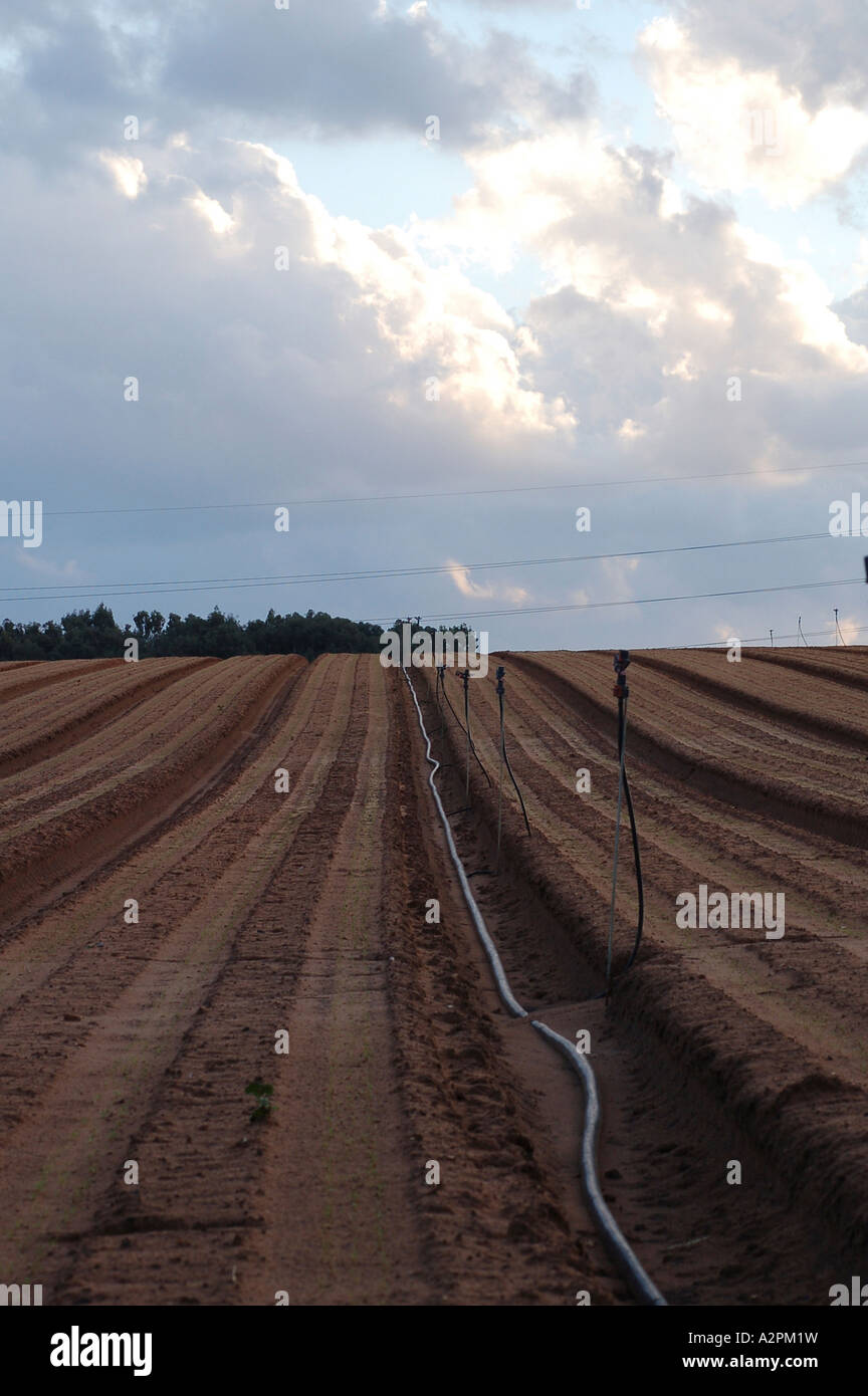 Israel ploughed field and irrigation pipe Stock Photo