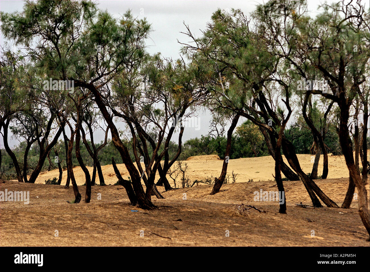 Tamarisk tamaricaceae in desert hi-res stock photography and images - Alamy