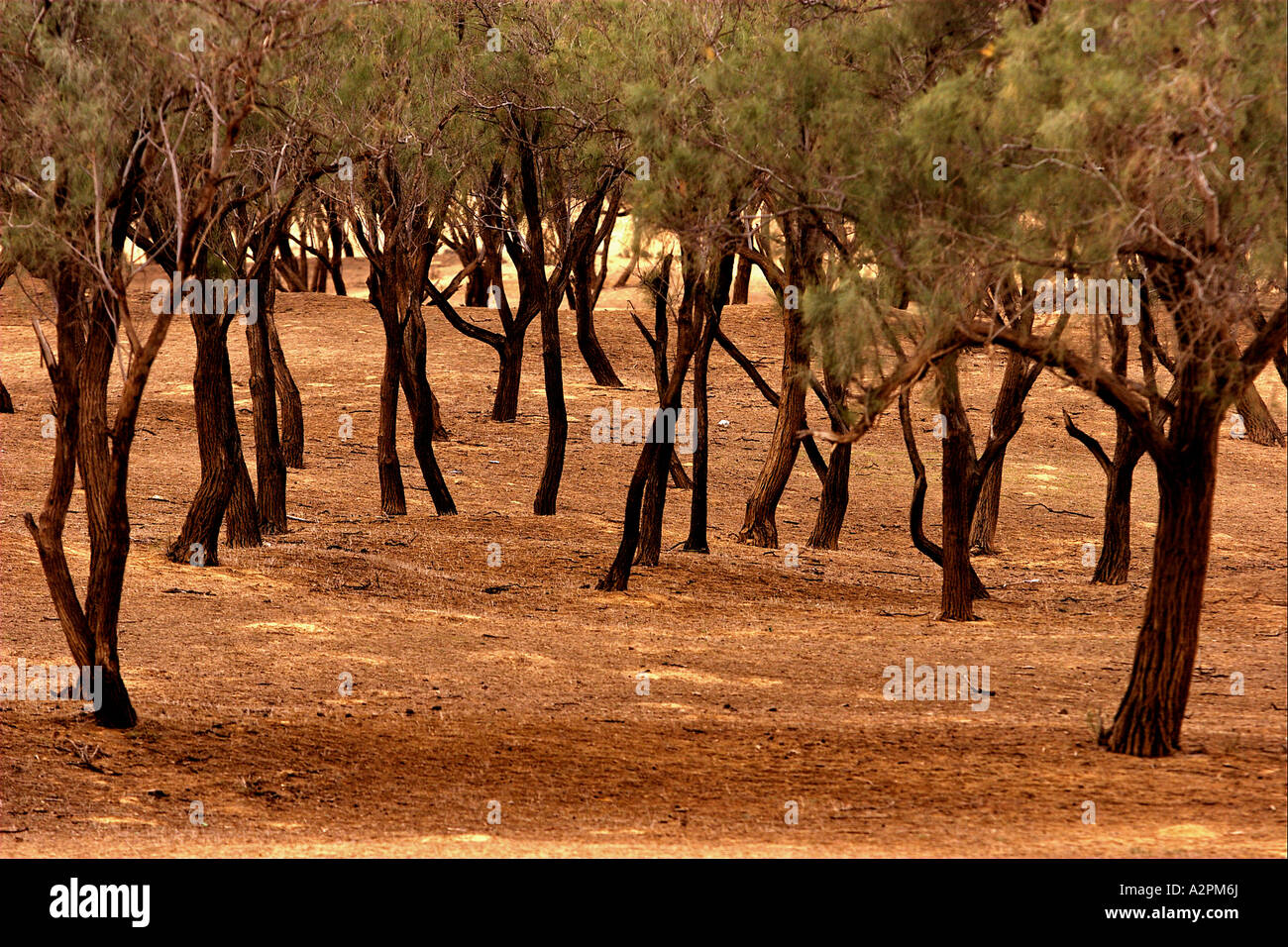 Israel Negev desert Tamarisk trees growing in the western Negev desert near Nitzana Stock Photo