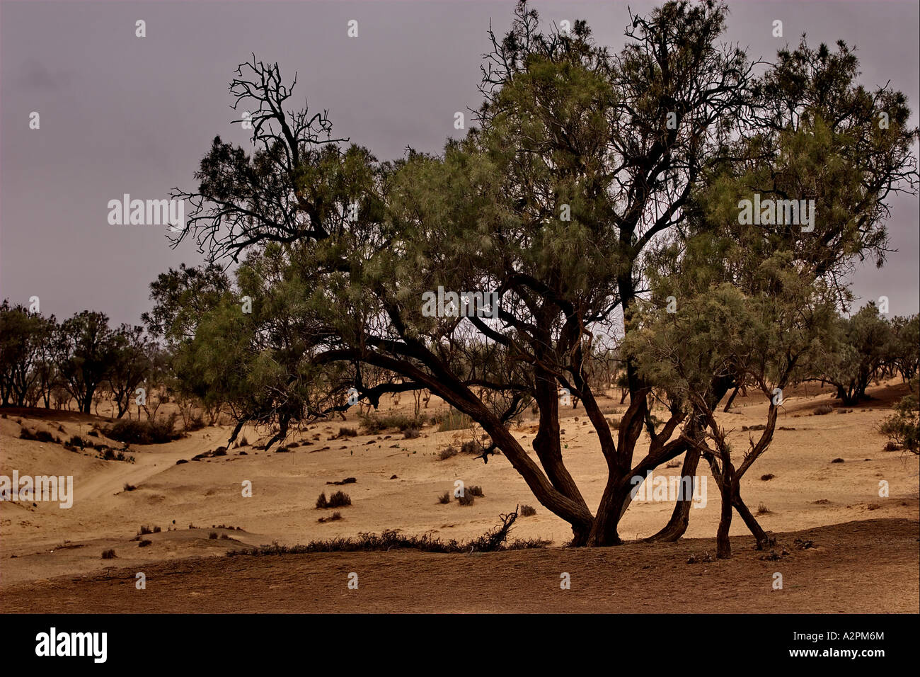 Israel Negev desert Tamarisk trees growing in the western Negev desert