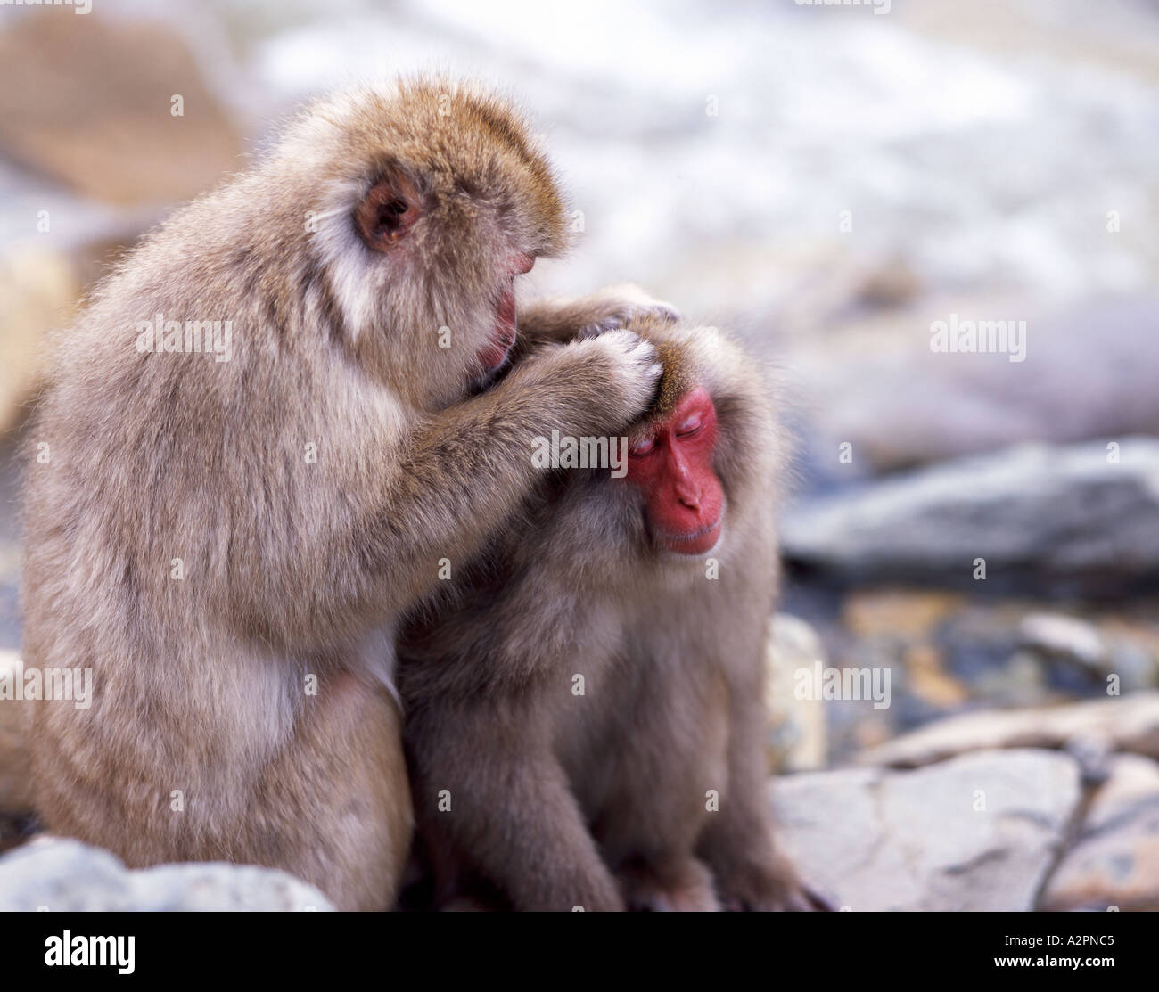 Japanese Snow Monkey Macaque Fuscata These wild monkeys live in ...