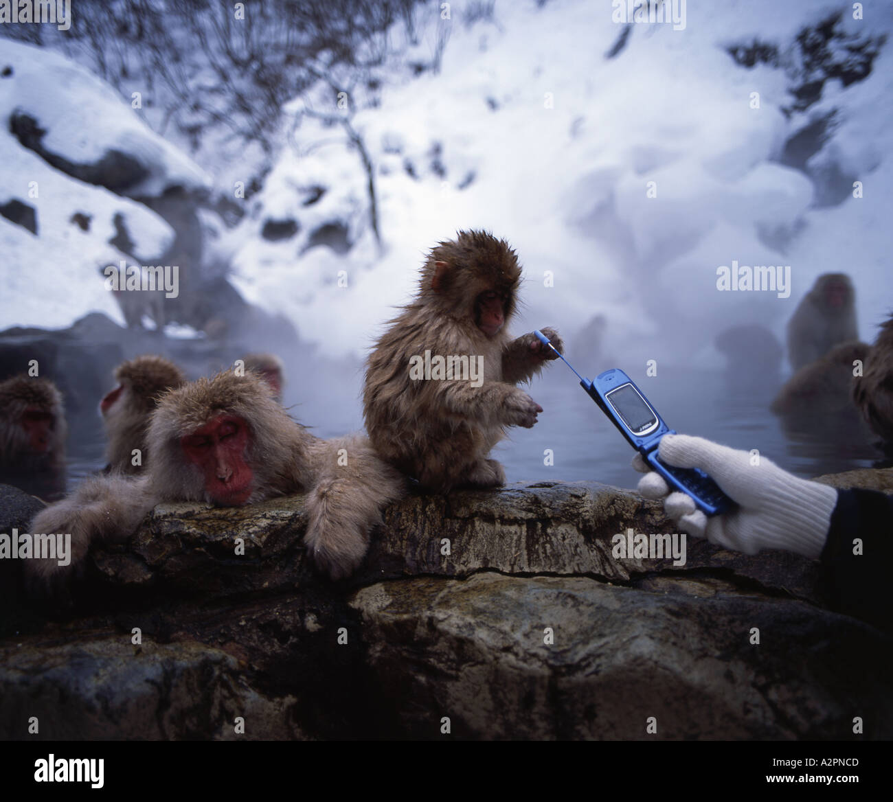 Japanese macaque monkey phone hires stock photography and images Alamy